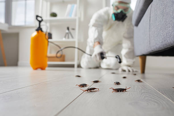 Commercial Rodent Management in Plummer